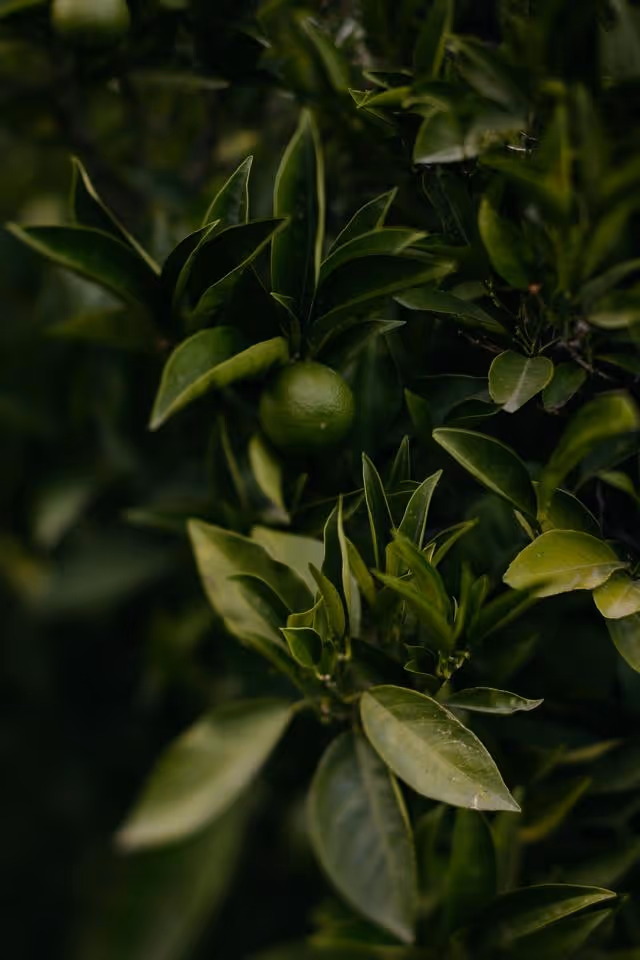 Ślub we Włoszech - Sycylia Zdjęcie nr. 17