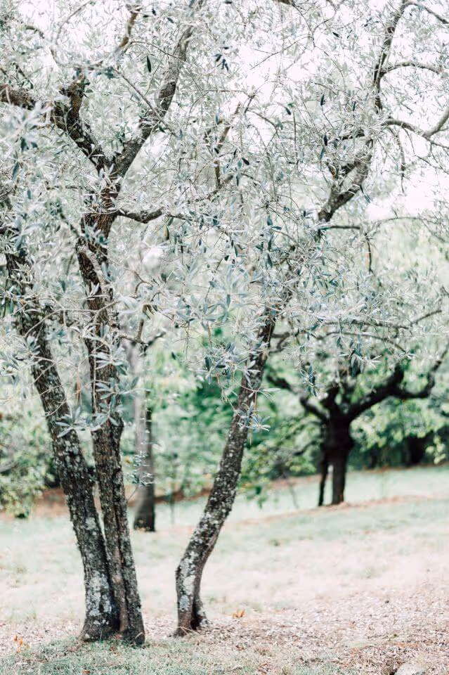 Ślub we Włoszech - Toskania. Zdjęcie nr. 9