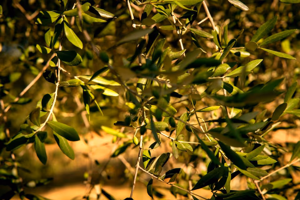 Ślub we Włoszech - Jezioro Garda. Zdjęcie nr. 34